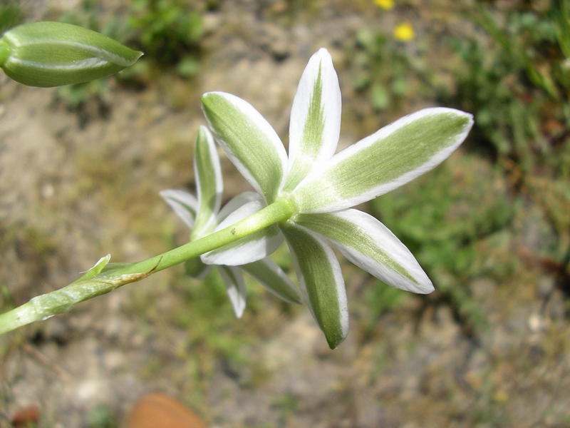 Ornithogalum umbellatum